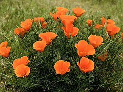 Roadside California Poppies, Los Angeles